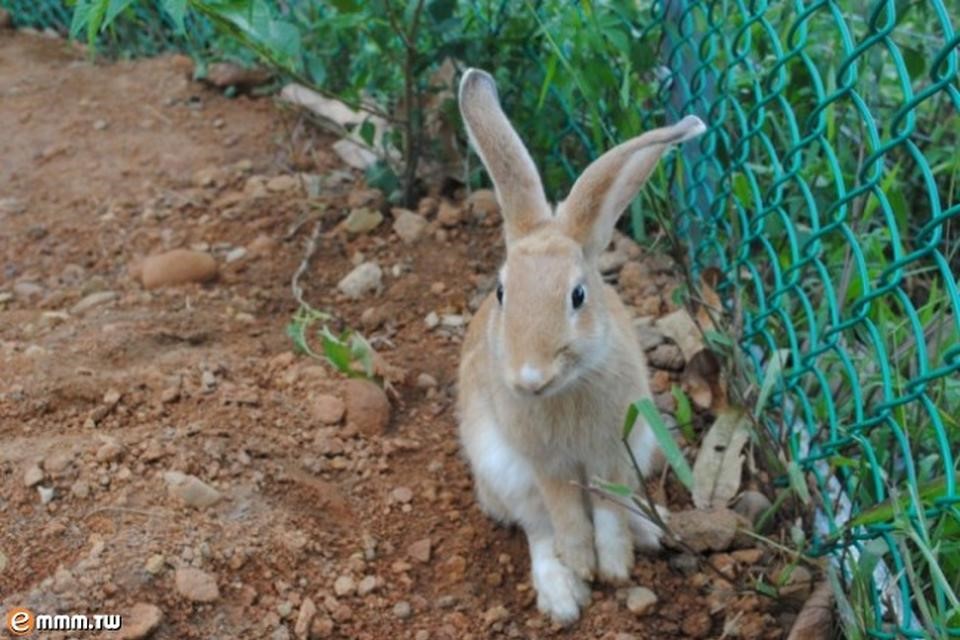 可愛動物